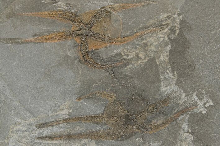 Two Ordovician Brittle Stars (Ophiura) - Morocco #218942